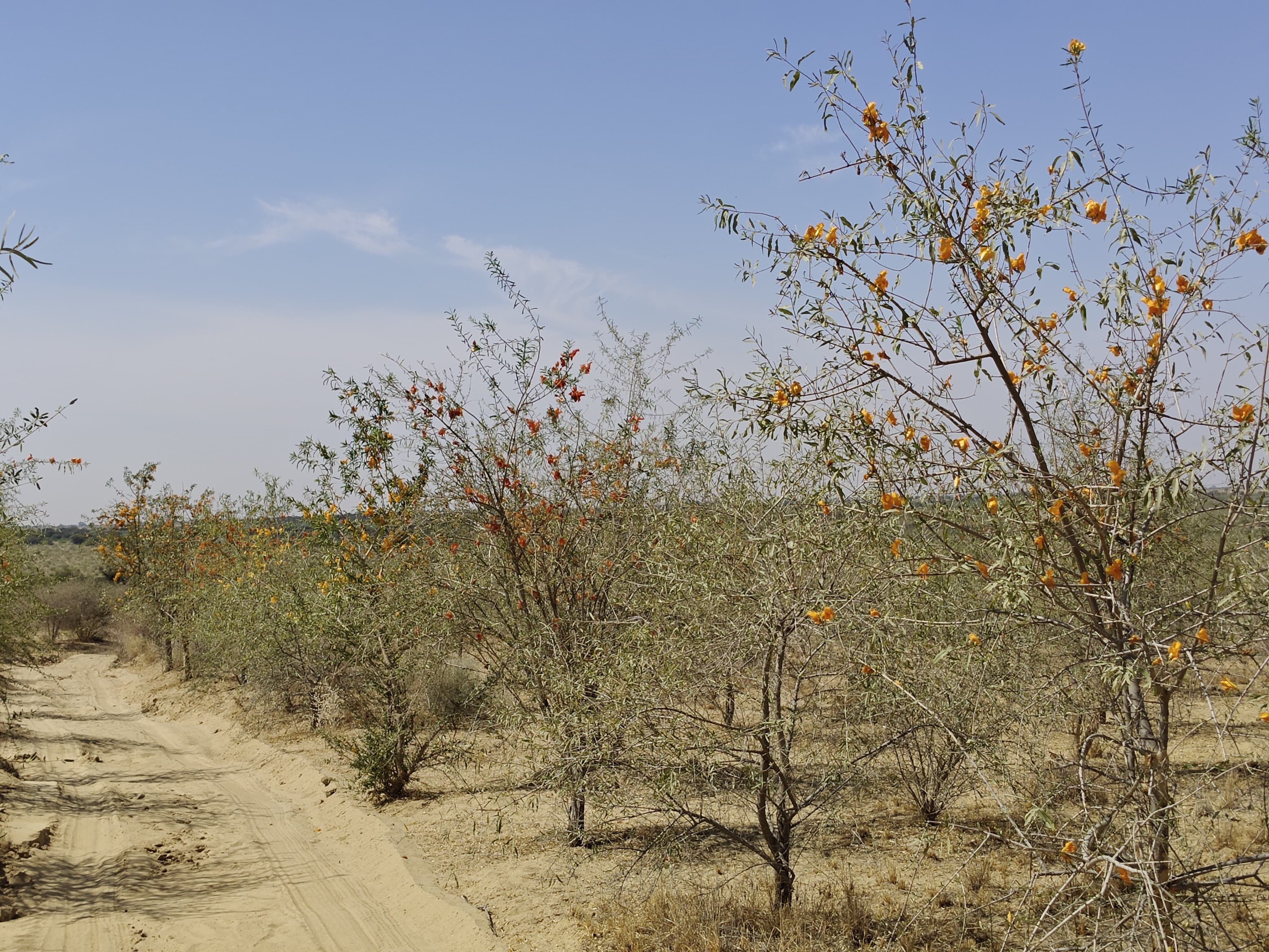 Compensatory Afforestation